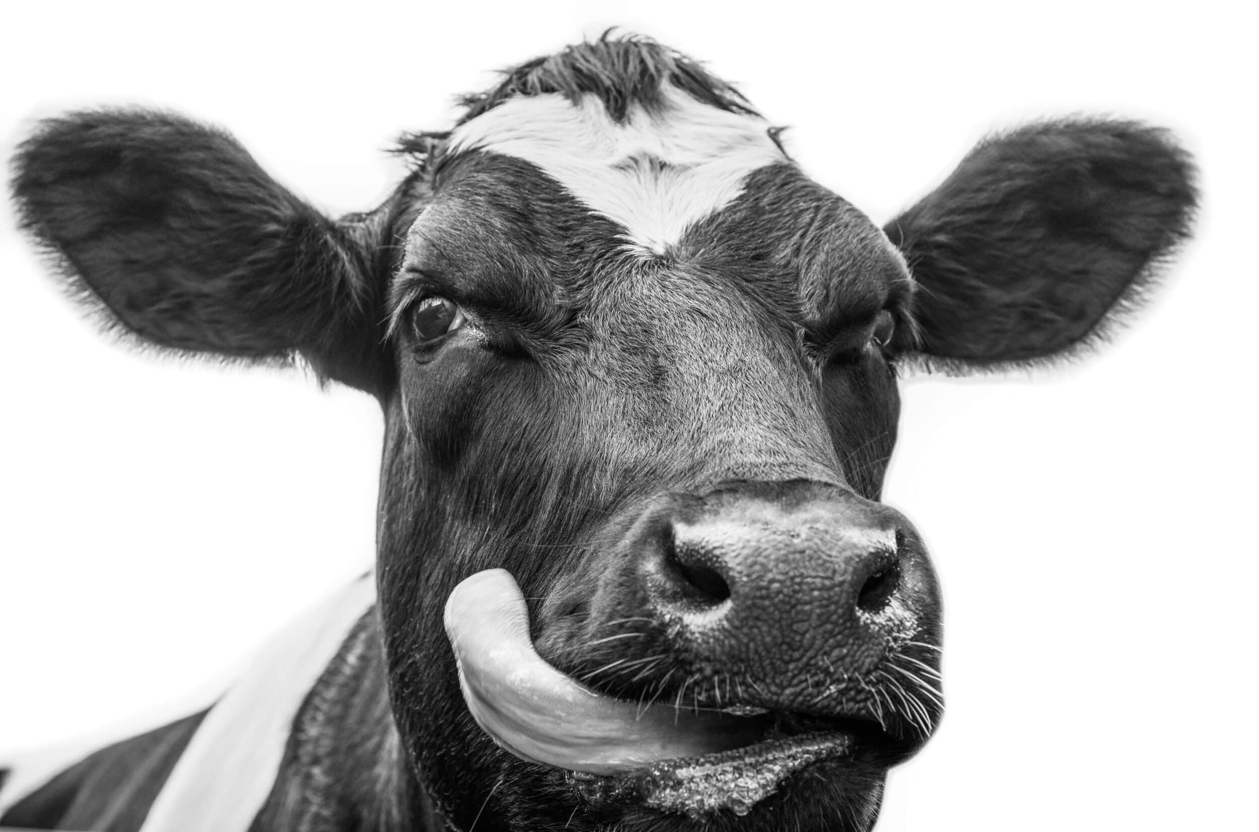 a close up photo of a dairy cow