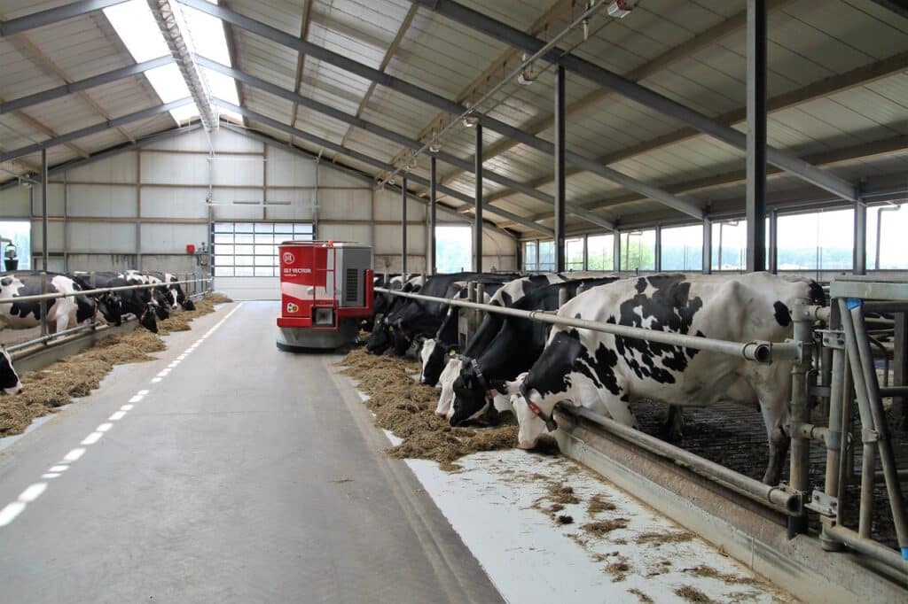 dairy farm cows eating