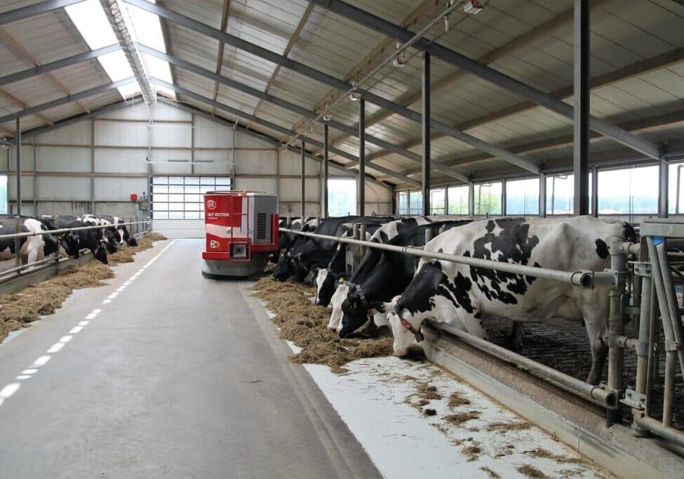 dairy farm cows eating