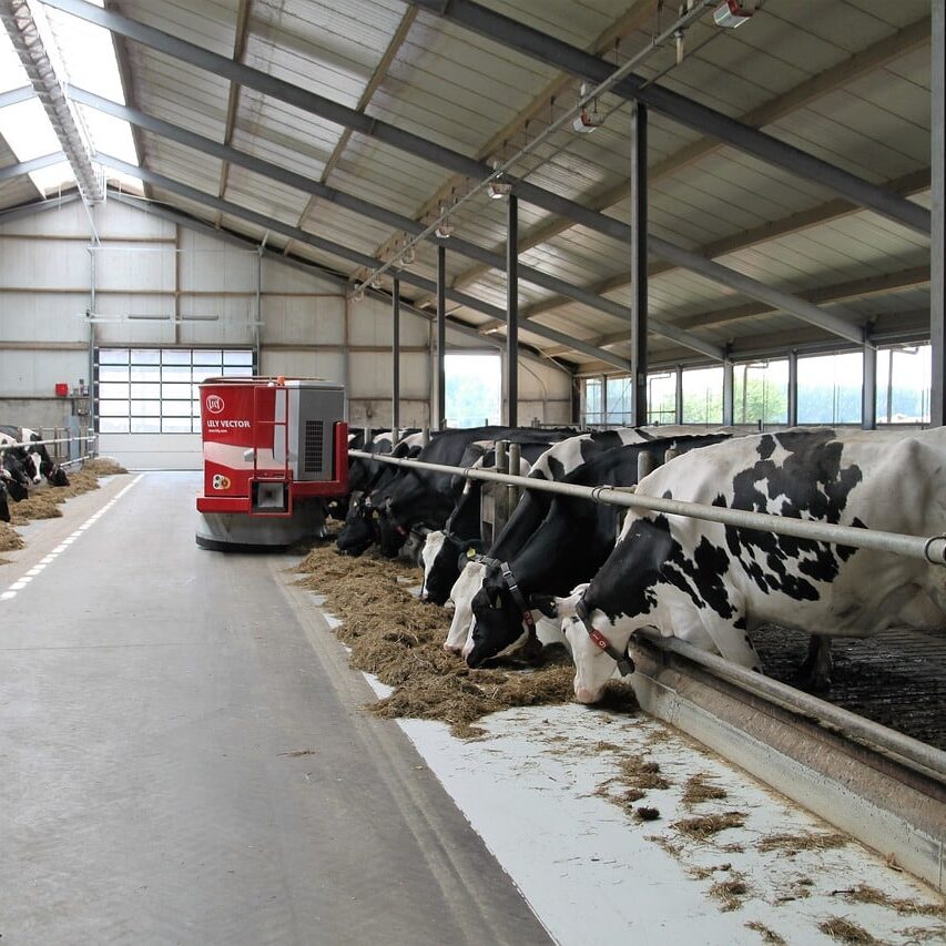 dairy farm cows eating