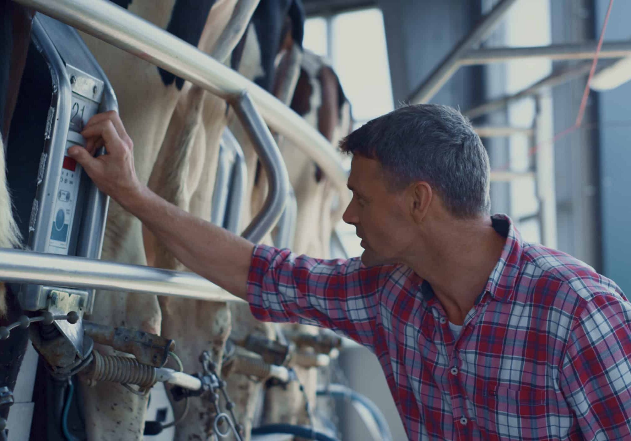 farmer checking milking technological system