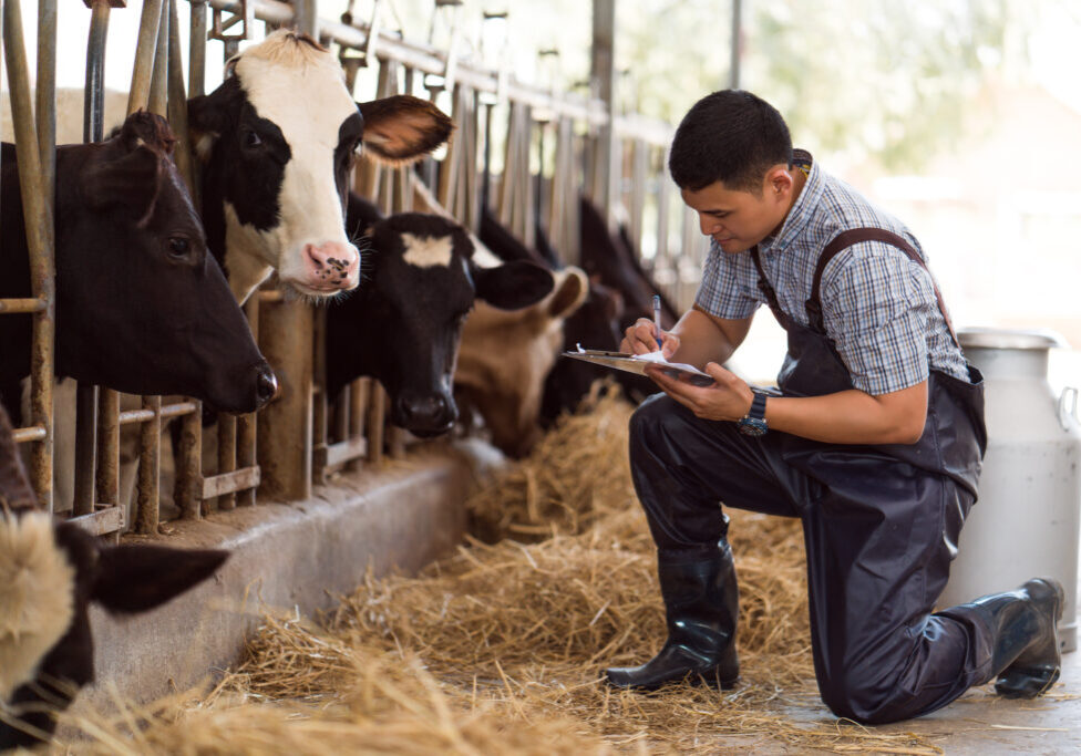 farmers are recording details of each cow on the farm.