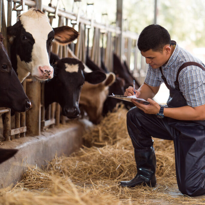 farmers are recording details of each cow on the farm.